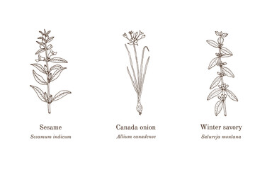 Collection of edible and medicinal plants. Hand drawn botanical vector illustration