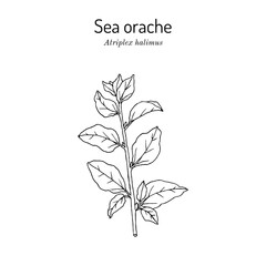 Sea orache, or Mediterranean saltbush (Atriplex halimus), edible and medicinal plant. Hand drawn botanical vector illustration