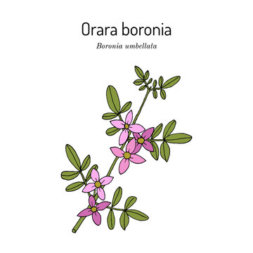 Orara boronia (Boronia umbellata), australian plant, endemic to New South Wales. Hand drawn botanical vector illustration
