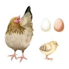 Brown hen with yellow baby chicken and eggs watercolor illustration set isolated on white. Poultry yard birds and chicks for farm animals designs. Realistic fowl clipart for organic products