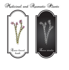 Cross-leaved heath or bog heather (Erica tetralix), ornamental plant. Hand drawn botanical vector illustration