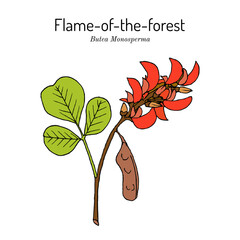 Flame of the forest, or bastard teak (Butea monosperma), medicinal plant. Hand drawn botanical vector illustration