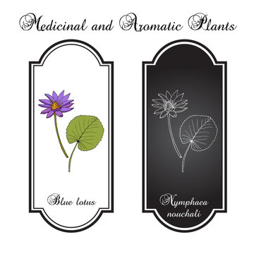 Blue lotus (Nymphaea nouchali), medicinal, ornamental and aromatic plant. Hand drawn botanical vector illustration