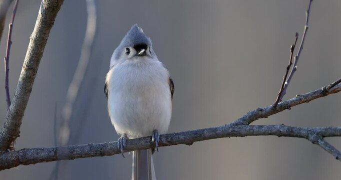 Close up shot of tufted titmouse bird on the tree branch