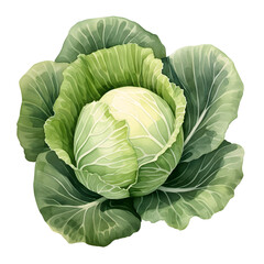 Obraz premium Digital technology cabbage watercolor design illustration