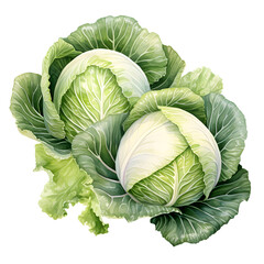 Fototapeta premium Digital technology cabbage watercolor design illustration