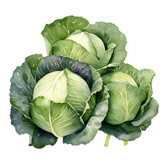 Obraz premium Digital technology cabbage watercolor design illustration