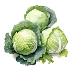 Fototapeta premium Digital technology cabbage watercolor design illustration