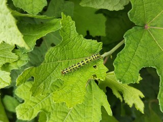 Caterpillars (Transverse Xanthodes Moth) on leaf in outdoor garden 