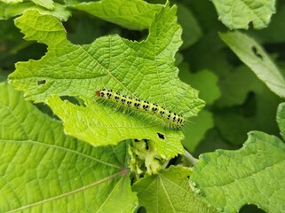 Caterpillars (Transverse Xanthodes Moth) on leaf in outdoor garden 
