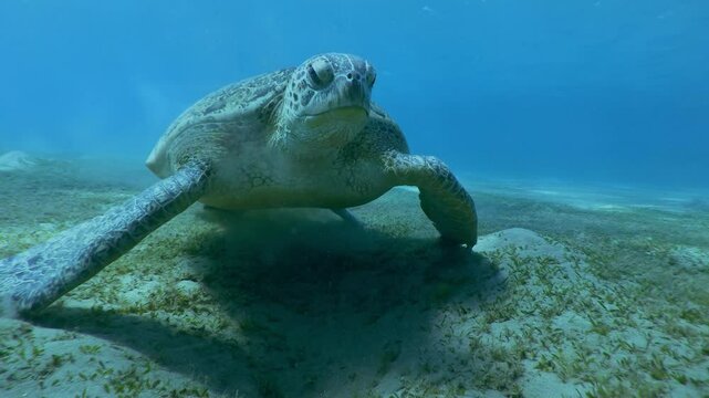 Front view on Sea turtle feeding algae on sandy-silty bottom on blue water background, Slow motion of Great Green Sea Turtle, Chelonia mydas eating Smooth ribbon seagrass, Cymodocea rotundata