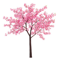 Fototapeta premium pink cherry blossom isolated on white or transparent background 