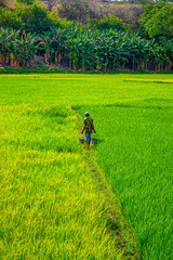 Fototapeta premium East Sumba, East Nusa Tenggara , Indonesia – 11. 11. 2024 – The rice fields in Mauliru have turned green, and the farmers are now just waiting for the harvest season