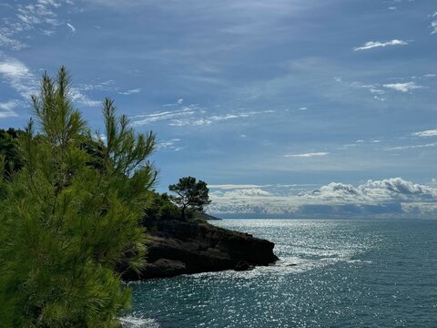 Beautiful sea, blue sky and pine tree on shore. 