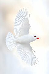 Obraz premium A pristine white dove in graceful flight against a soft, blurred background