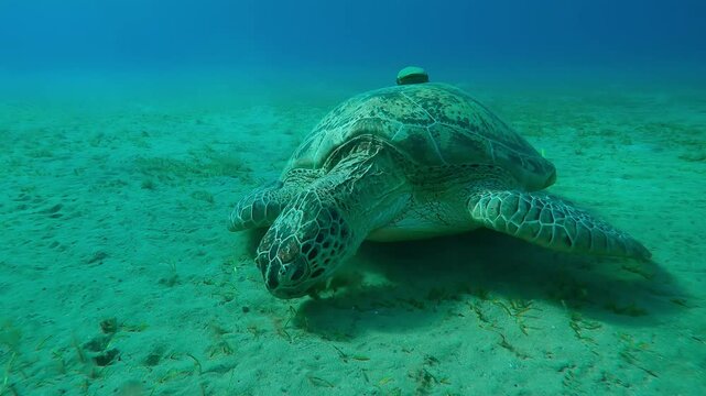 Front view of Sea turtle grazing on sandy seabed feeding on green sea grass, Close-up, Slow motion, Forward movement approaching Great Green Sea Turtle, Chelonia mydas on bottom