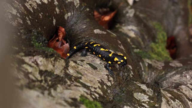 A black and yellow fire salamander sits on a damp rock in the forest, showcasing its vibrant markings. A rare amphibian in its natural habitat. 4k close up salamander video