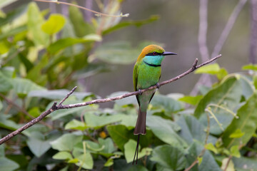 Bird - Asian green bee-eater