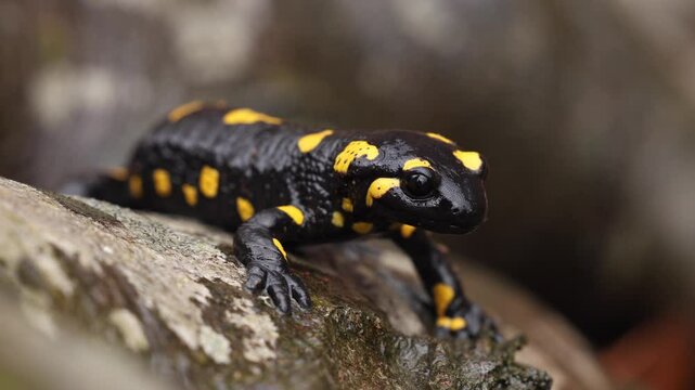 A black and yellow fire salamander sits on a damp rock in the forest, showcasing its vibrant markings. A rare amphibian in its natural habitat. 4k close up salamander video