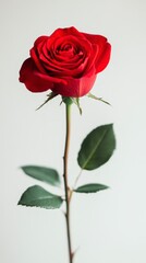 Single red rose with green leaves against a white background. The rose is in full bloom and the stem is long and straight. The lighting is soft and natural.