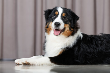 happy miniature american shepherd dog lying on the floor