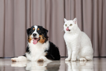 cute and happy dog and cat posing together indoors on the floor