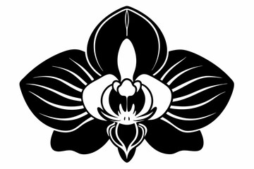 orchid flower line art silhouette vector illustration