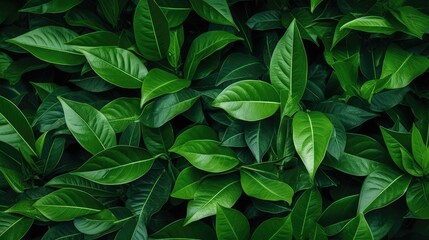 Exquisite Leafy Green Background