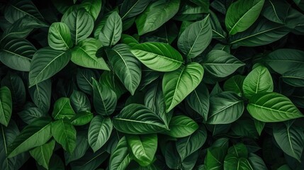 Lush Dark Green Leaf Texture