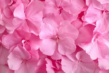 Close-up of Pink Geranium Flowers Creating a Soft Floral Background