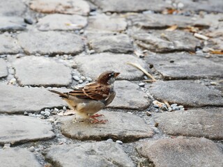 Sparrow on Cobblestone Path