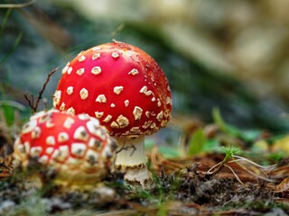 Red Fly Agaric Mushrooms in Forest