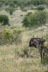 blue wildebeest in African savanna, Kruger National Park, South Africa. Green grass and bushes