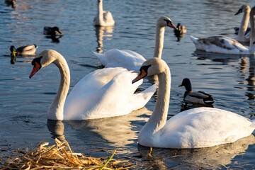 Swans and ducks swimming peacefully in a tranquil lake setting