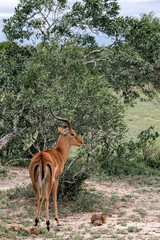 impala male in savanna, African black-footed antelope with lyre horns. Kruger National park, safari in South Africa