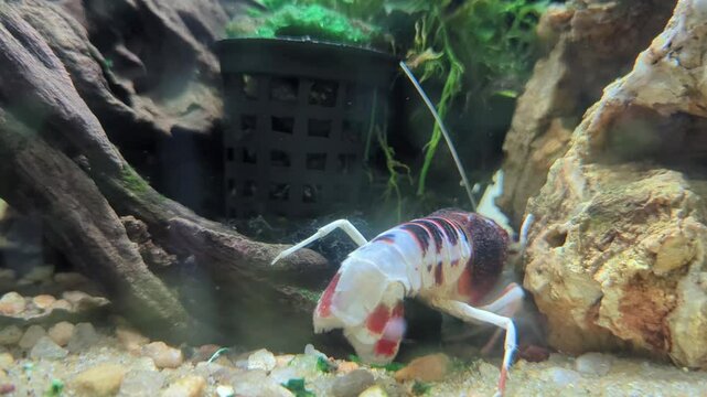red swamp Cray fish or freshwater lobster in aquarium 