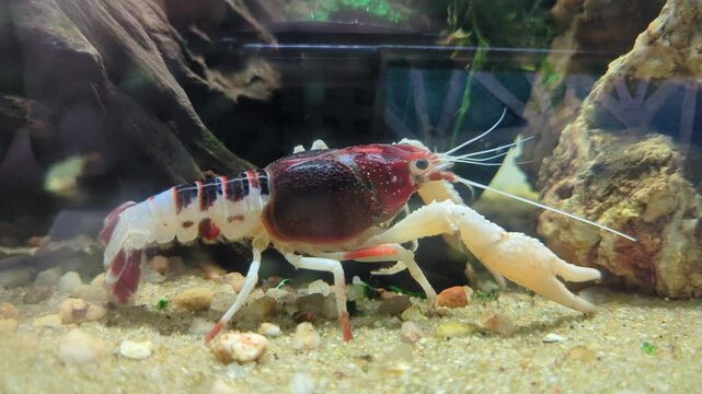 red swamp Cray fish or freshwater lobster in aquarium 