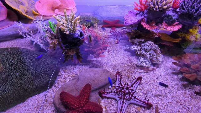 Bright Red Starfish and Red knob sea star, spine species of starfish from the Indo-Pacific. Five arms. Skeleton supports large central disk. Indian shallow ocean water. Sandy muddy seabeds. Carnivorou