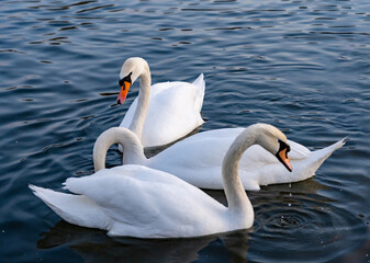 Swans gracefully swimming in a serene lake during daylight