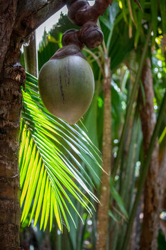 Endemic Coco de mer palm tree with the largest nut in the world in Vallee de Mai UNESCO protected  Nature Reserve on Praslin island in Seychelles