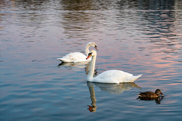 Swans and a duck swimming peacefully at sunset on a lake