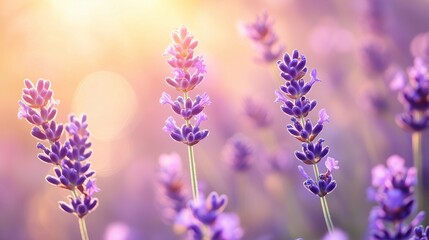 Obraz premium lavender flowers in the garden