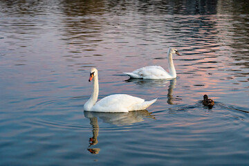 Swans and a duck swimming peacefully at sunset by the lake