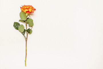 Obraz premium Bunch of rosy roses isolated on white.