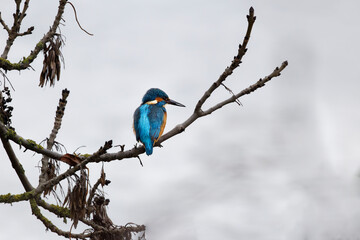 common kingfisher perched on branch