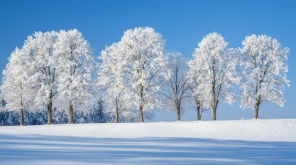Obraz premium Frost covered trees stand over a snow covered landscape