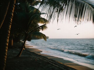 palm trees at sunset