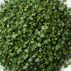 Obraz premium Fresh Chopped Cilantro