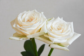 白いバラ