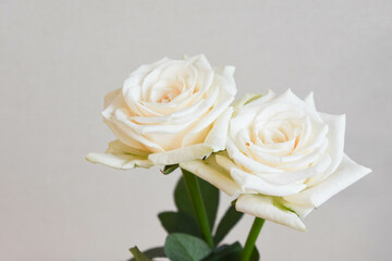 白いバラ